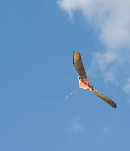 Vogelscheuchendrachen ohne Halter (2571055)